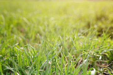 fresh green grass in courtyard, closeup