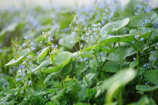 brunerra flowers in bloom close up
