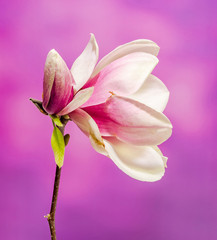 Pink, purple Magnolia branch flower, gradient background.