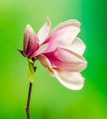 Fototapeta premium Pink, purple Magnolia branch flower, gradient background.