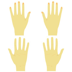 手のひら　手の甲