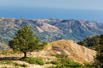 Chestnut tree in calabrian landscape