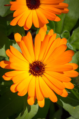 Bright Orange Flower Pot Marigold Calendula Officinalis