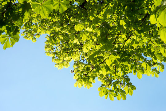 Chestnut tree / Chestnut tree and blue sky