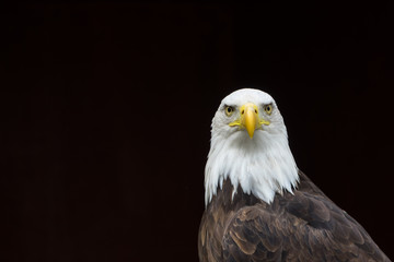 Bald Eagle isolated against bald background ideal for caption.