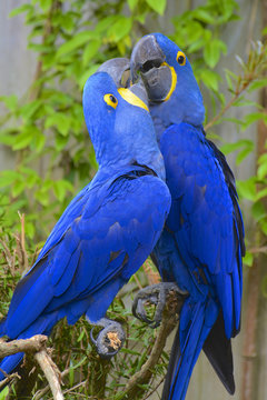couple de perroquets ara hyacinthe