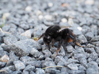 Big hairy bumblebee on small grey gravel stones