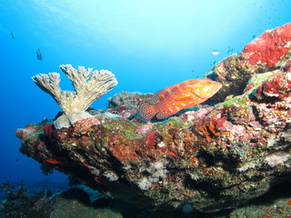 Naklejka na ściany i meble Coral grouper