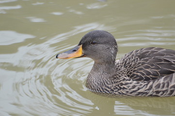canard