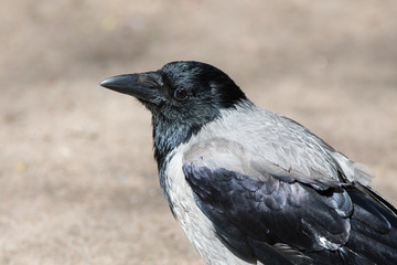 crow close up