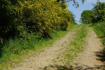 Ein Feldweg am Stra&szlig;enrand mit gr&uuml;nen und gelben Str&auml;uchern