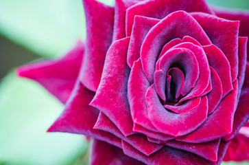 A close up macro shot of a red rose