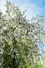 Blooming branch of apple tree