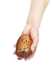 Woman`s hand holding potato isolated on white background