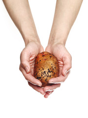 Woman`s hands holding potato isolated on white background
