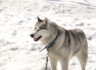 Huskies in nursery for dogs