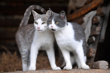 Two cute cats