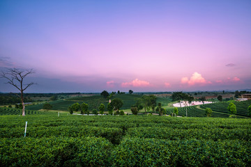 Tea plantation landscape