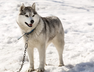 Huskies in nursery for dogs on kamchatka