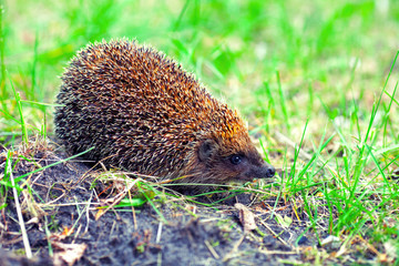 Hedgehog on the grass