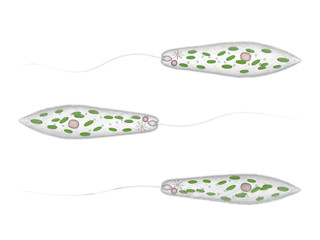 Euglena viridis isolated on white