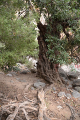 Olivenbaum
