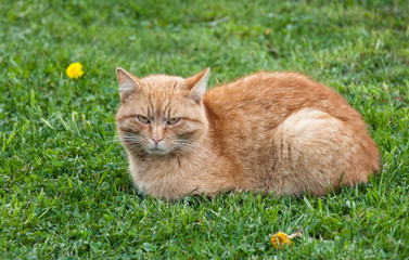 Naklejka na ściany i meble brown cat lying in the grass