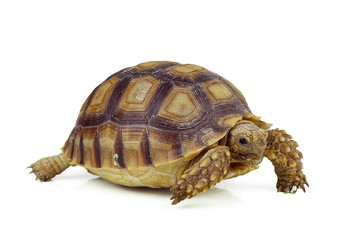 Obraz premium turtle on white background