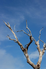 Beautiful dried branches in the forest with blue sky