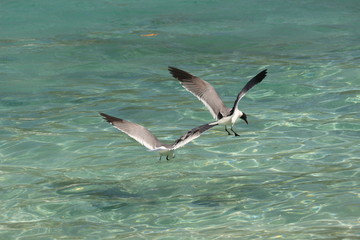 Ile de BEQUIA - Les Grenadines - Mai 2015