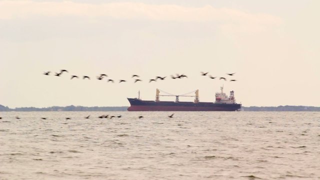 Group of black cormorants flying in front of cargo ship