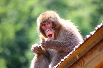 サル