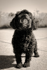 Little black poodle in sepia, vertical