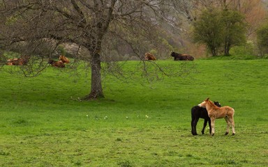 Paisaje Montañoso con Potros y Vacas