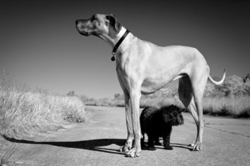 Great Dane with little dog underneath it in black and white
