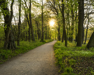 Fototapeta premium Wald
