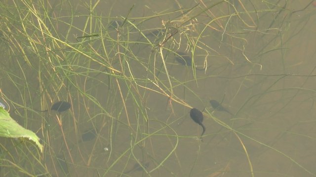 Tadpoles of the green frog underwater