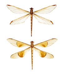 Watercolor dragonflies