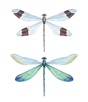 Watercolor dragonflies