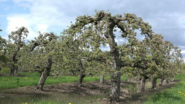apple  trees in the field