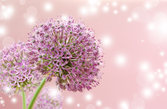 Beautiful Blooming Purple Allium Close Up, Greeting or Wedding