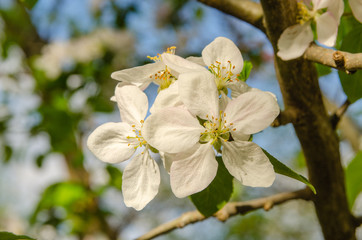 Cluster of pretty white spring blossom