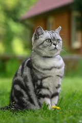 Britisch Kurzhaar Katze