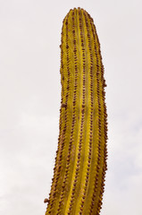Retro look Cactus plant