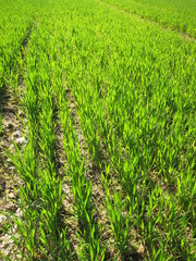 Fototapeta premium Wheat
