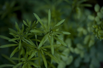 Green plant