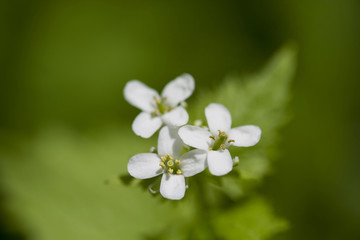 Shepherd's-purse (Capsella bursa-pastoris)