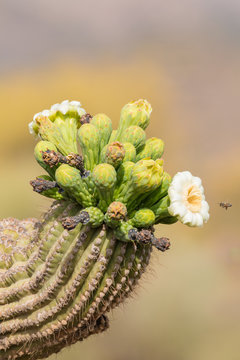 Saguaro Cactus In Bloom