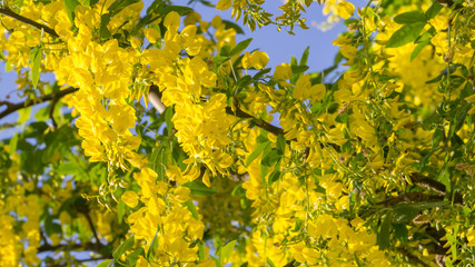 Laburnum anagyroides