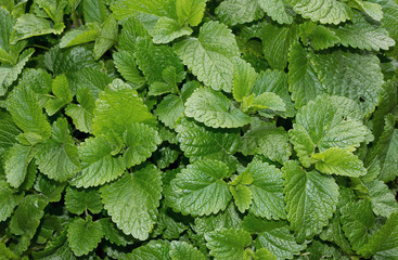 Growing mint leaves © ihorzigor